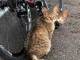 「よし、これで車検オッケーですニャ！」　ロードバイクをメンテナンスしてくれる猫ちゃんズがかわいい