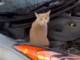 気付いてよかった……！　車のボンネットの中にいたキョトン顔の猫ちゃん
