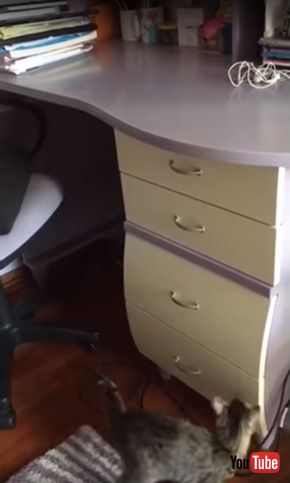 Cat Opens Drawer to Get Snack