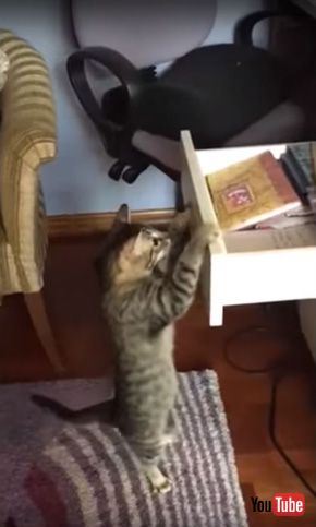 Cat Opens Drawer to Get Snack