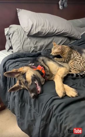 Cat Gives a Great Massage to German Shepherd