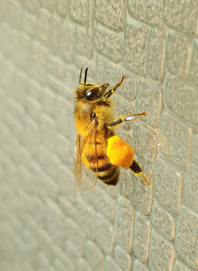 住宅街で目撃されたナゾの団子状のかたまりの正体は ミツバチの引っ越しがインパクト大だと話題に ねとらぼ