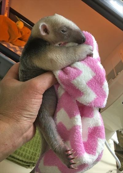 ぬいぐるみみたいな愛らしさ 伊豆シャボテン動物公園でミナミコアリクイの赤ちゃんが誕生 ねとらぼ
