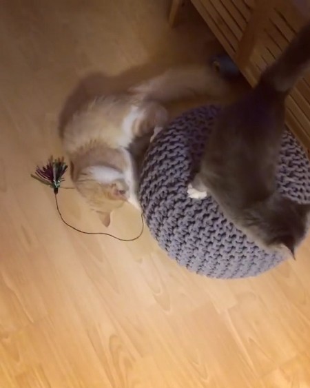 catcarousel