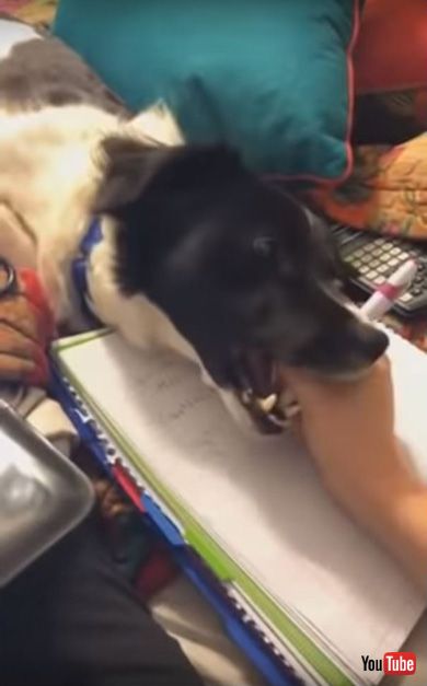Dog Hates When Owner Tries to Do Homework