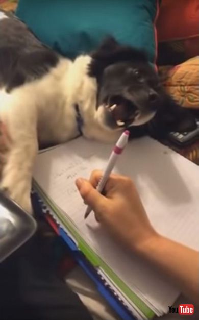 Dog Hates When Owner Tries to Do Homework