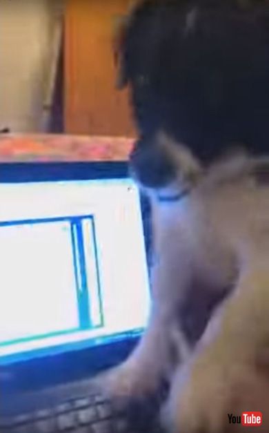 Dog Hates When Owner Tries to Do Homework