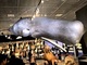 巨大クジラ標本、圧巻のどうぶつ大行進、科博を支える職人の貴重な原画　国立科学博物館「大哺乳類展2」開催中