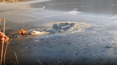 凍った池から救出