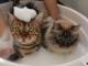 お風呂が好きな猫もいるニャン　静かにシャンプーをされるモフモフ猫ちゃんズが愛らしい