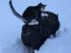 落ちないようにしがみつくニャ！　雪の中をブタさんの背中に乗って移動する猫
