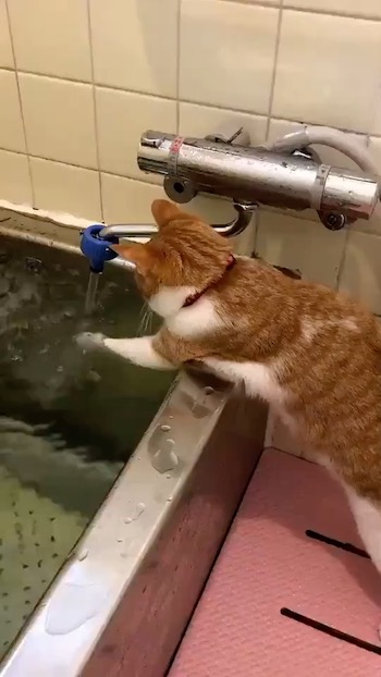 いい湯かニャ？ プロの手つきでお風呂の湯加減をみる猫さん ねとらぼ