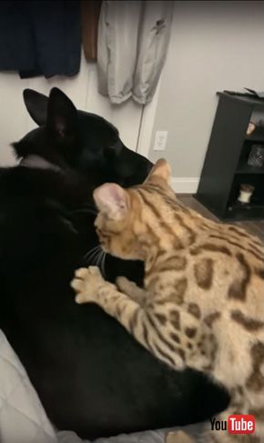 Best Buds Clean and Cuddle