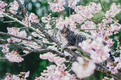 桜咲くお庭に突撃にゃ 暖かな春に飛び込んできたネコちゃんの美しい写真に心が洗われる ねとらぼ