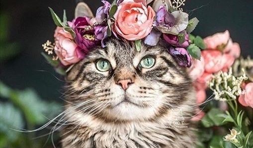 花冠をかぶった猫ちゃんがかわいい 色とりどりの花で彩られたペット用花冠が話題 ねとらぼ