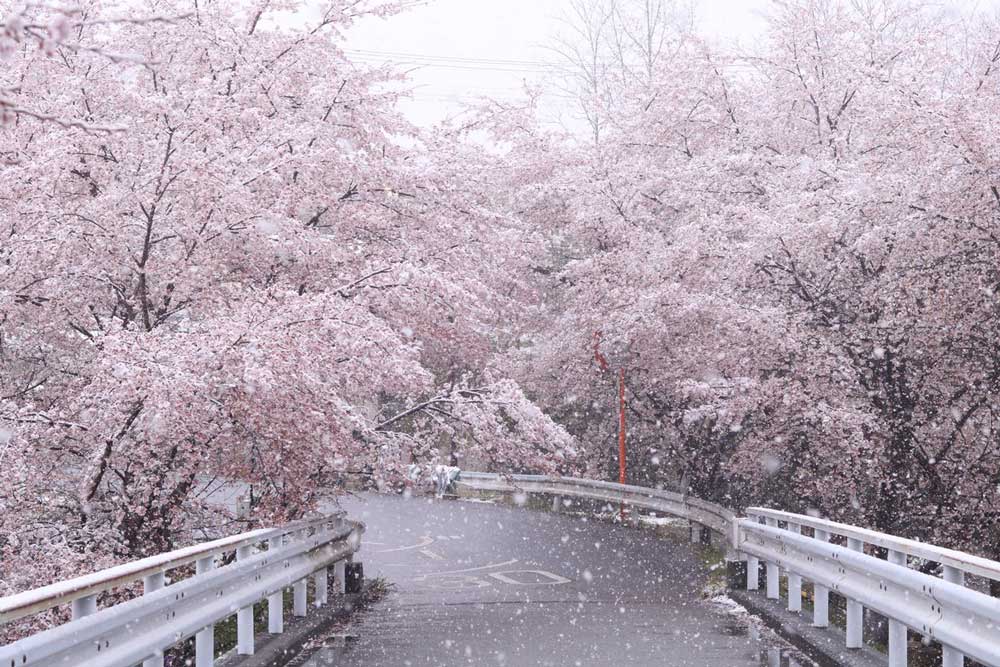 桜と雪のコラボが幻想的な美しさ 埼玉 秩父で撮影された 桜隠し に 初めて見た 感動した の声集まる ねとらぼ