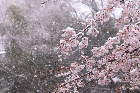 桜 雪 コラボ 写真 桜隠し 秩父 きれい