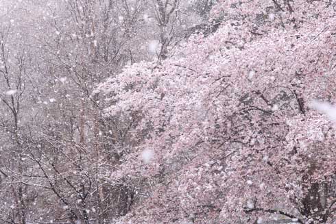 桜 雪 コラボ 写真 桜隠し 秩父 きれい