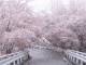 桜と雪のコラボが幻想的な美しさ　埼玉・秩父で撮影された“桜隠し”に「初めて見た」「感動した」の声集まる