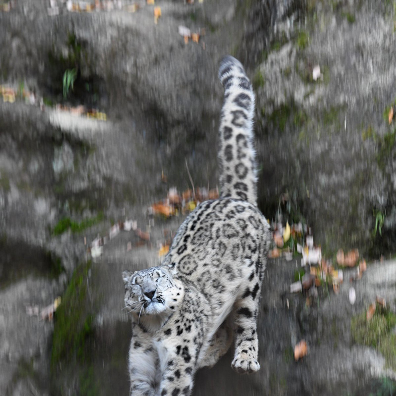 神の化身とも呼ばれる美しい動物 ユキヒョウの写真集 神の獣 ユキヒョウ が発売 L Mika1908 Yuki2 Jpg ねとらぼ