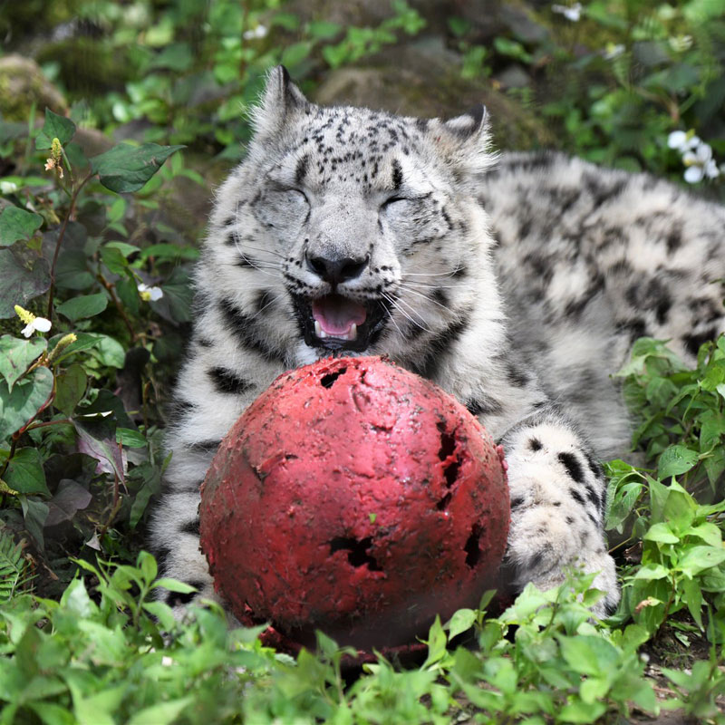 神の化身とも呼ばれる美しい動物 ユキヒョウの写真集 神の獣 ユキヒョウ が発売 L Mika1908 Yuki2 Jpg ねとらぼ