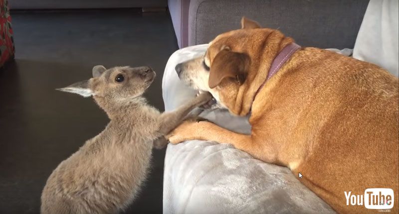 体が小さくても気は強い 優しいワンちゃんとファイトする赤ちゃんカンガルーがやんちゃ ねとらぼ