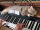 マッサージみたいで気持ちいいニャン……　美しいピアノの音色に包まれてスヤスヤ眠る猫ちゃん