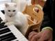 初心者にも容赦はしないニャ　厳しすぎるけど受けてみたい猫先生のピアノレッスン