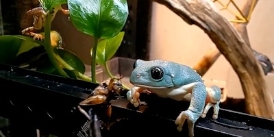 必死すぎてかわいい 思わず笑ってしまった ごはんがうまく食べられず慌てるカエルさん ねとらぼ