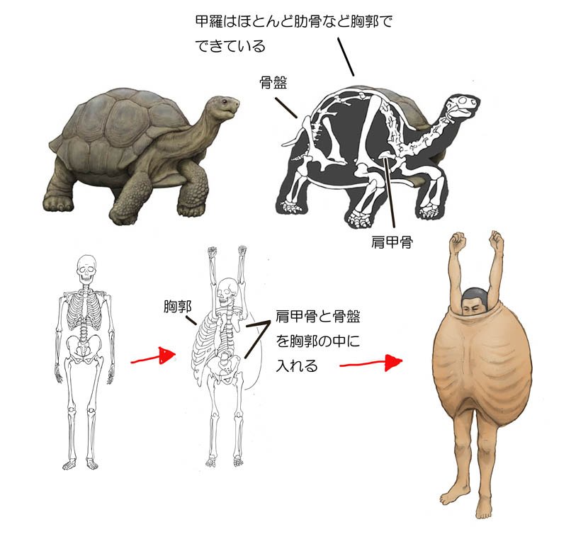 発想が天才のソレ 気持ちわりぃw もし 人間がカメと同じ骨格だったら を描くイラストがなかなかヤバい 1 2 ねとらぼ