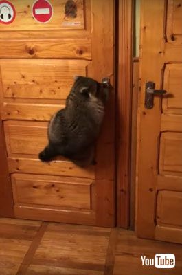 ドアに張り付くアライグマ