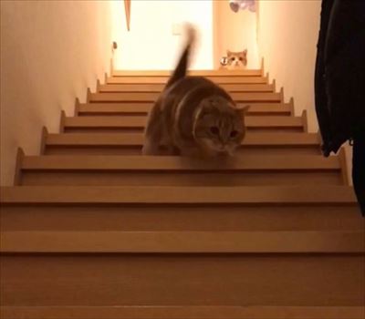 必殺技は 短足階段斜め降り おやつをめざして階段を駆け下りるモフモフかわいい猫の兄妹 ねとらぼ
