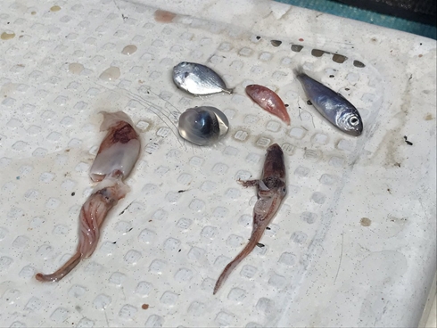 かわいい メタルスライムみたい 釣ったマグロから出てきた謎のプクプクで透明な稚魚 その正体は ねとらぼ