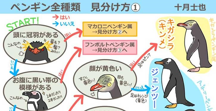 ペンギンの見分け方 イラストがわかりやすいと話題に 水族館に行きたくなった 永久保存版 ねとらぼ