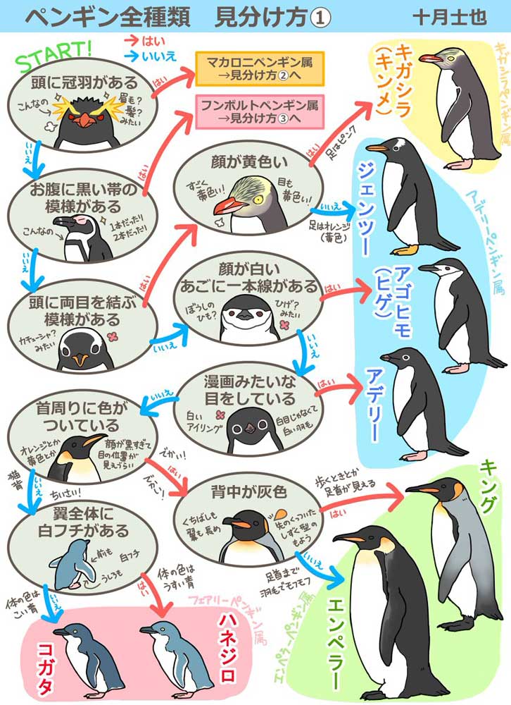 ペンギンの見分け方 イラストがわかりやすいと話題に 水族館に行きたくなった 永久保存版 ねとらぼ