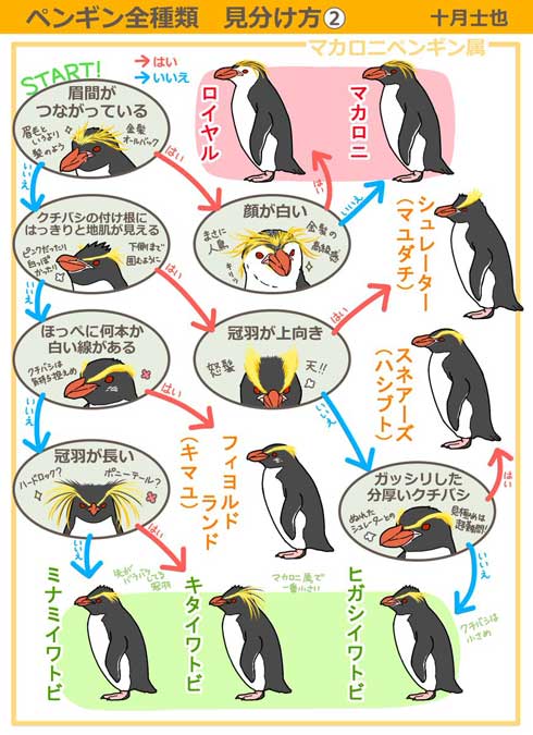 ペンギンの見分け方 イラストがわかりやすいと話題に 水族館に行きたくなった 永久保存版 ねとらぼ