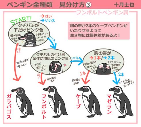 動物画像のすべて トップ100ペンギン イラスト 描き 方