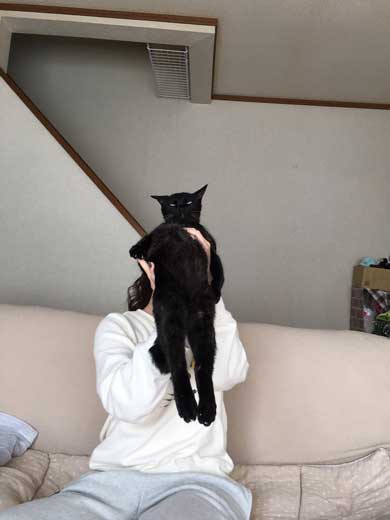 猫かどうか怪しくなってきた 黒猫 真っすぐ 体 横 背筋 伸ばす