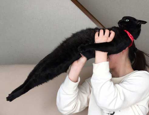 猫かどうか怪しくなってきた 黒猫 真っすぐ 体 横 背筋 伸ばす