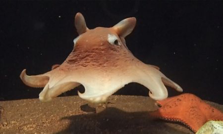 世界一醜い生き物 や激レア深海生物が勢ぞろい アクアマリンふくしまで面白かわいい深海生物を展示中 ねとらぼ