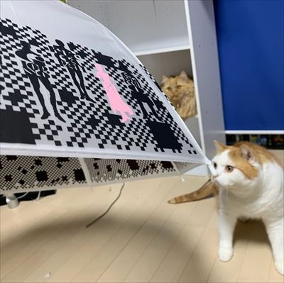 梅雨が待ち遠しいニャ 傘の下でポーズを決めるおしゃれなモフモフ猫ちゃんたち ねとらぼ