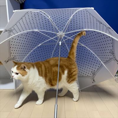 梅雨が待ち遠しいニャ 傘の下でポーズを決めるおしゃれなモフモフ猫ちゃんたち ねとらぼ