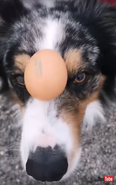 Talented Dog Does Impressive Balancing Act