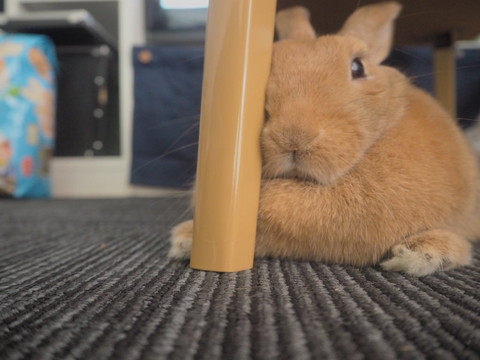 わー ごめんごめん 飼い主の手を踏んでいたことに気付いておわびに手をなめるウサギさんがかわいい ねとらぼ