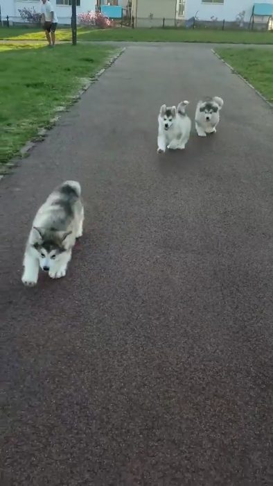 生後2カ月のちびっこだー でっかく育った子犬ちゃんたちが一生懸命走ってくる動画に心あたたまる ねとらぼ