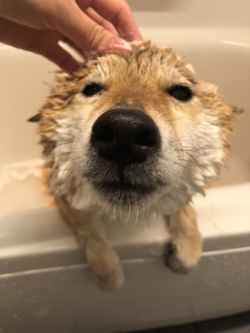 お風呂大好きワンコの 極楽顔 がかわいいと評判 タオルで巻かれた洗いたての姿まできちんとかわいい柴犬さん ねとらぼ