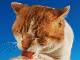 自然の風景に映える自由なネコに癒やされる　岩合光昭さんの令和初写真集『自由ネコ』発売