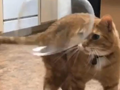 「うにゃん……!?」 猫パンチで割れたシャボン玉の行方を探す猫