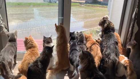 田植えに興味津々な猫ちゃんズがかわいい 窓の外を通り過ぎる田植え機でお祭りのような盛り上がり ねとらぼ