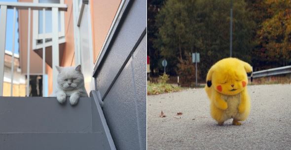 我が家で しわしわのピカチュウ を発見 哀愁漂う しわしわの猫さま が完全一致のかわいさだと話題に ねとらぼ